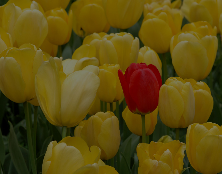 We are a unique branding firm